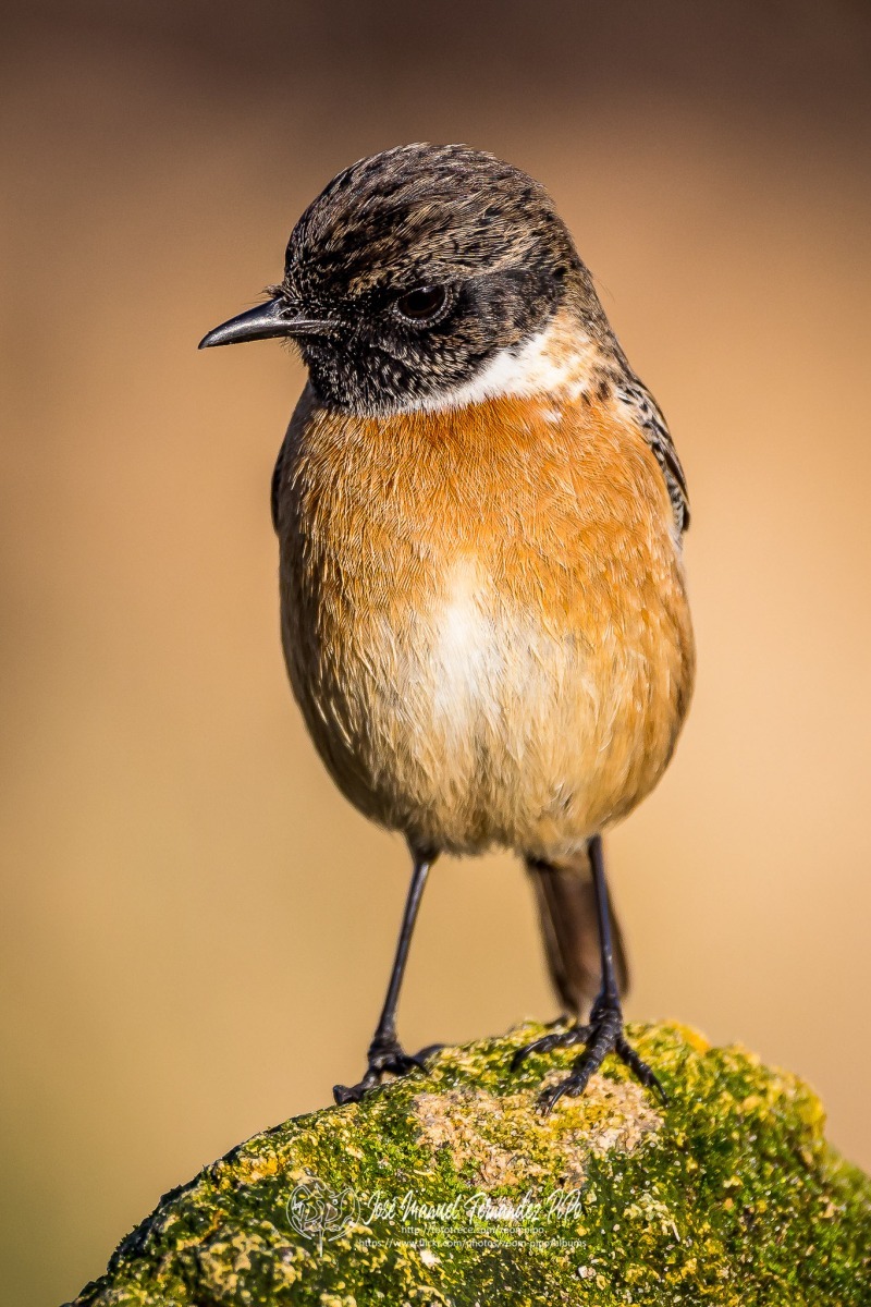 50983439717_7b4a1e9d5b_or