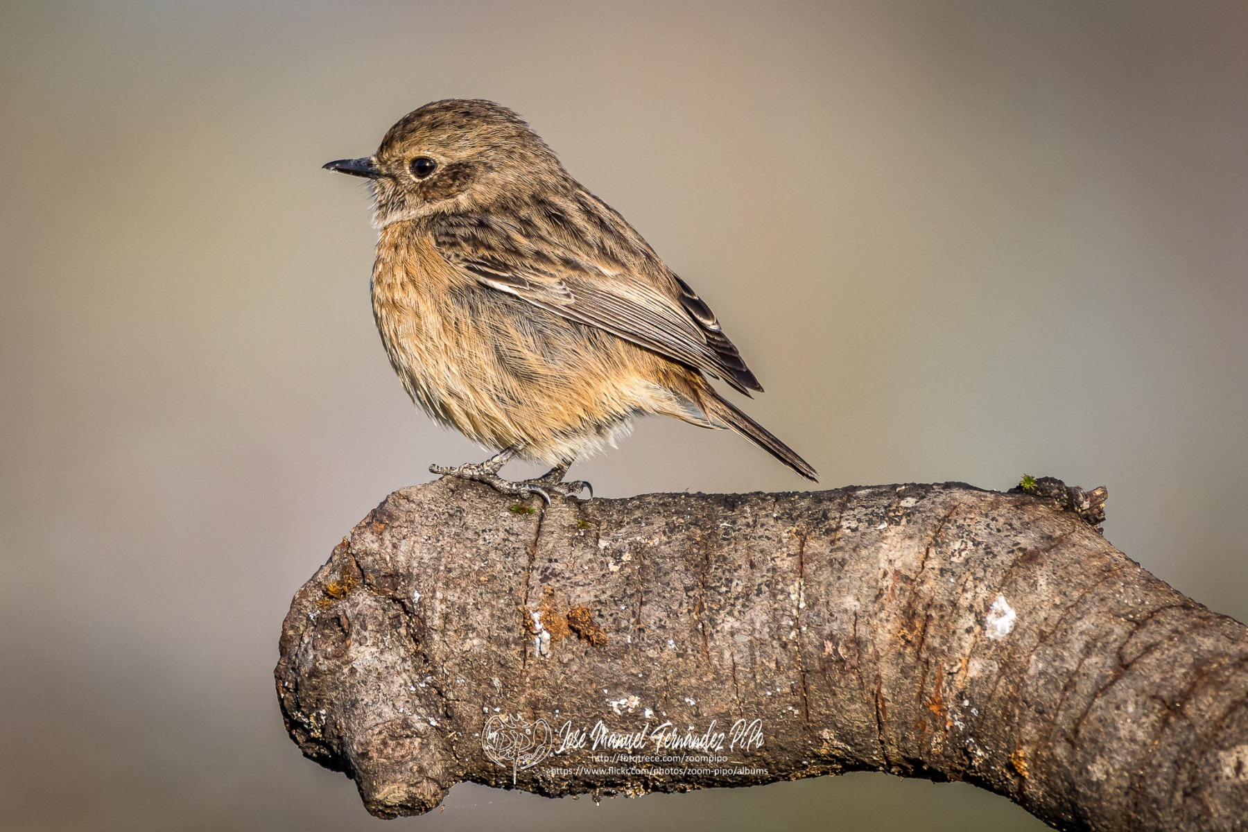 51061767608_ef8467f9b7_or