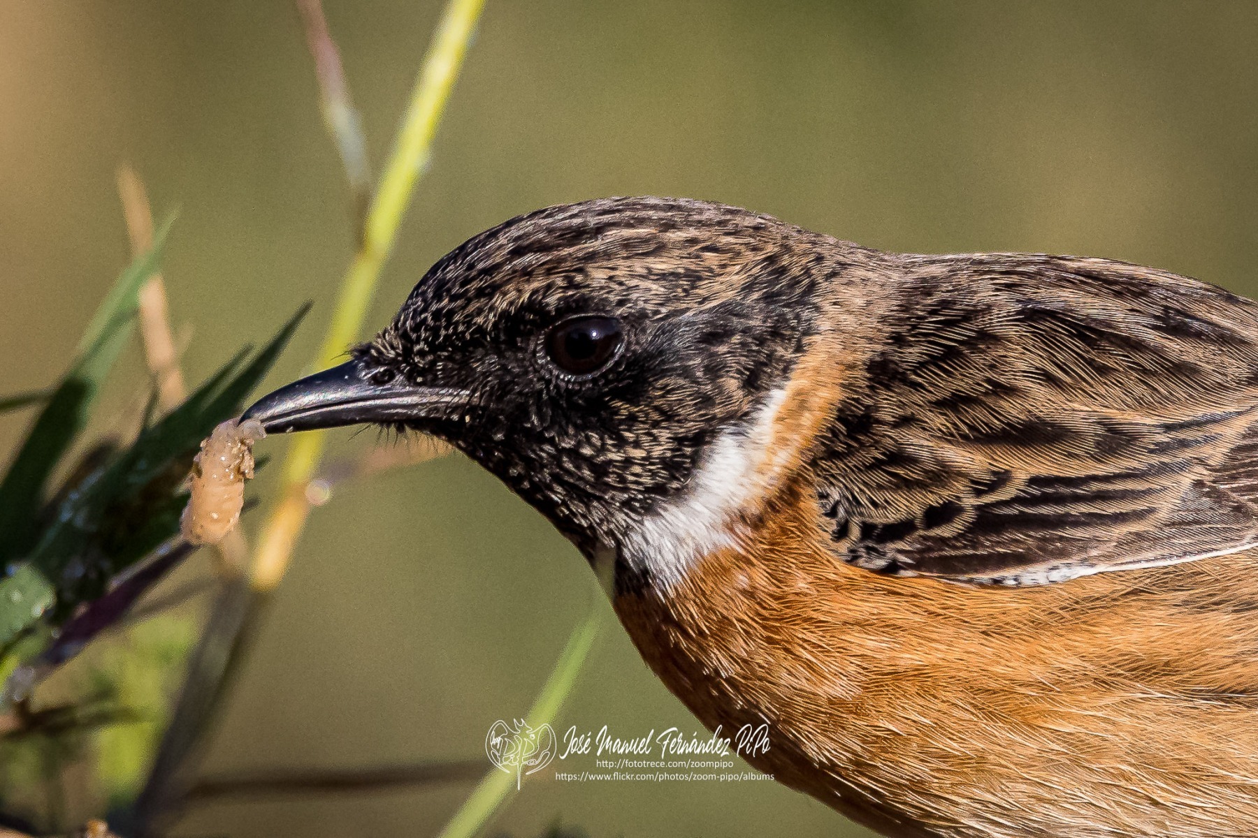 51062566552_a3d841553f_or