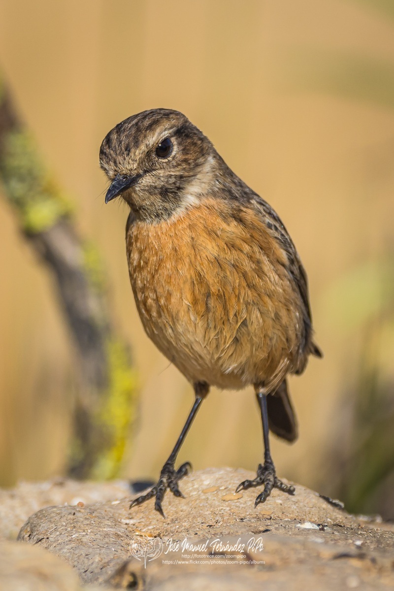 51062566897_31e34e0372_or