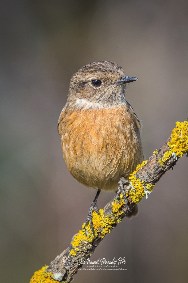 51062566977_45e9bab86b_or