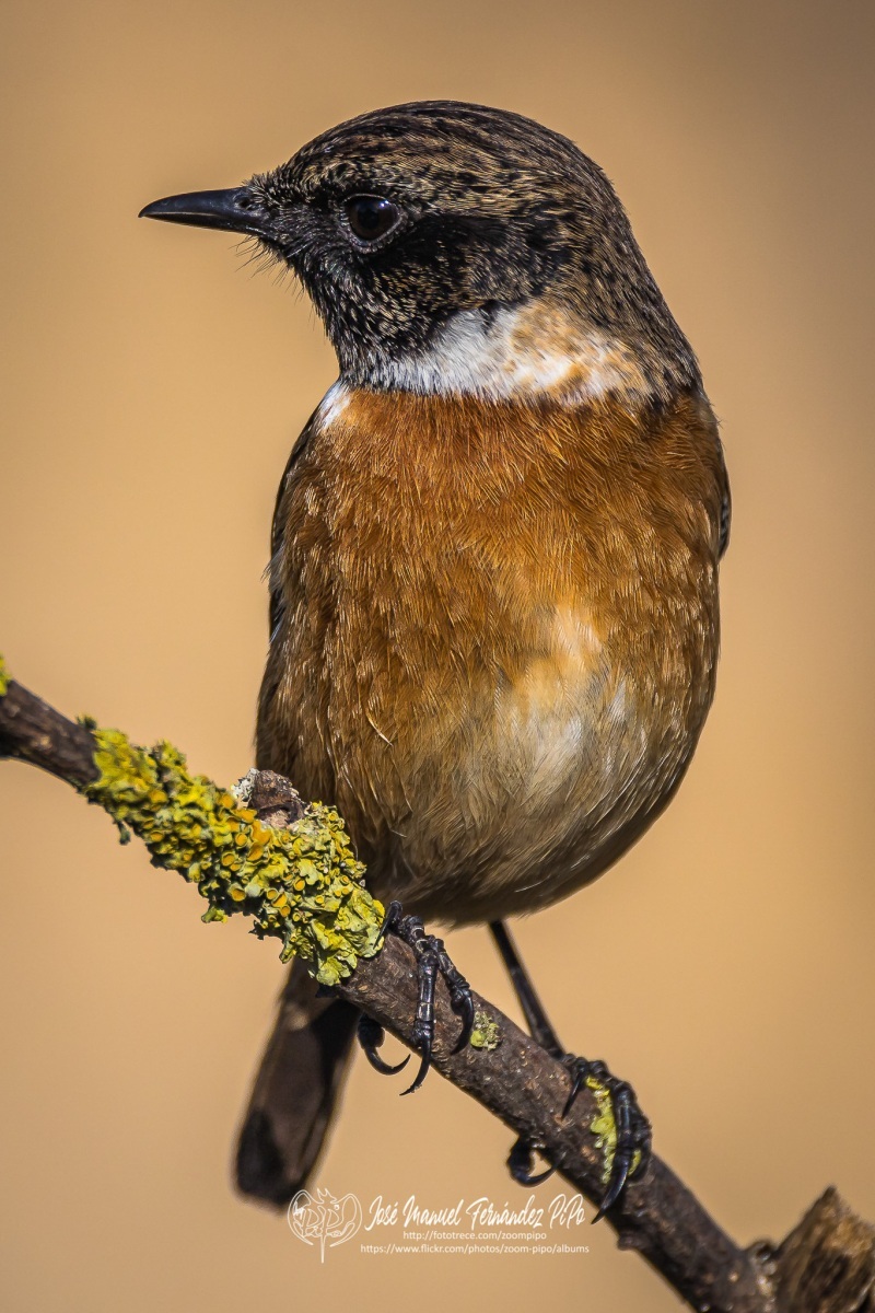 51062567132_38f87f63d3_or