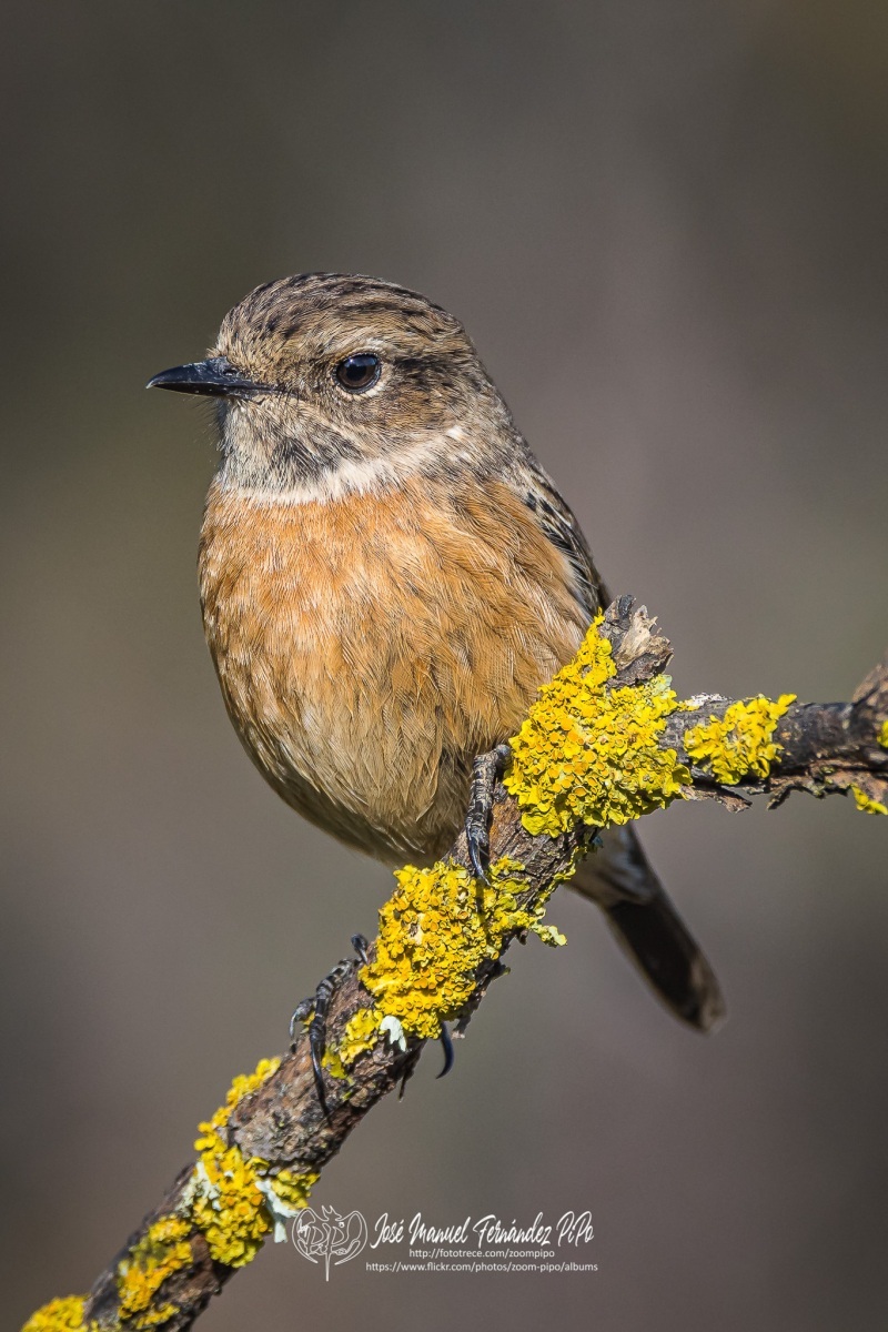 51062567222_dab56c86b8_or