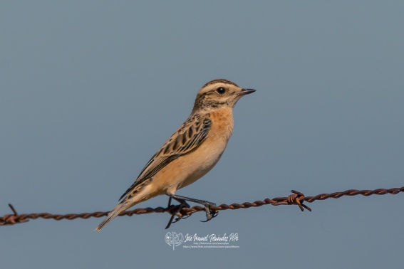 Tarabilla Norteña. Saxicola Rubetra.