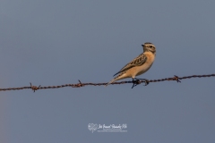 Tarabilla Norteña. Saxicola Rubetra.