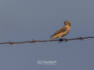 Tarabilla Norteña. Saxicola Rubetra