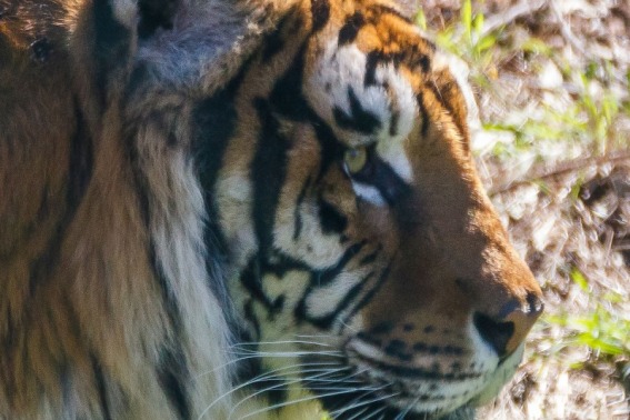 Tigre de Bengala. Panthera Tigris.