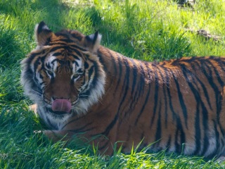 Tigre de Bengala. Panthera Tigris