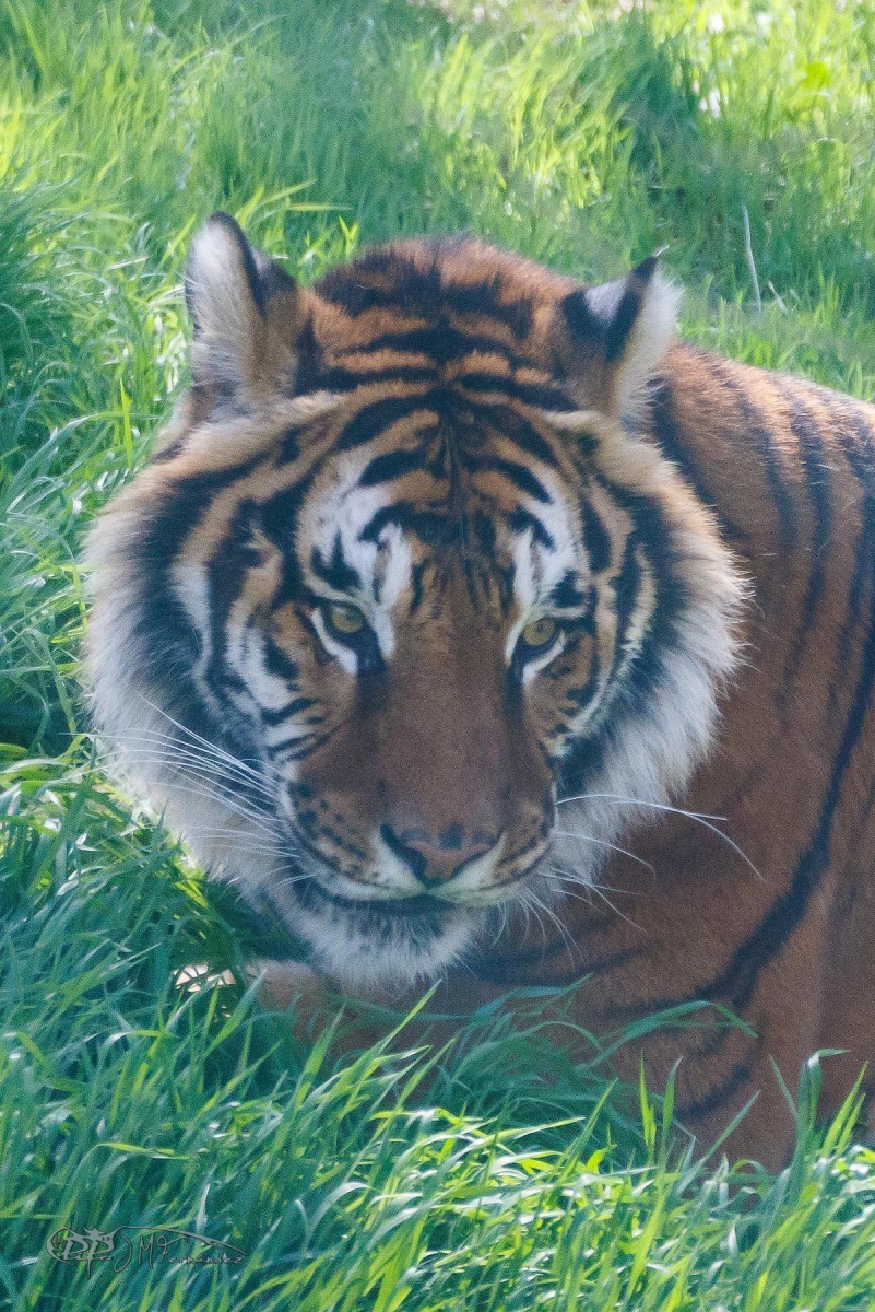 40467043784_c19e46ba58_o