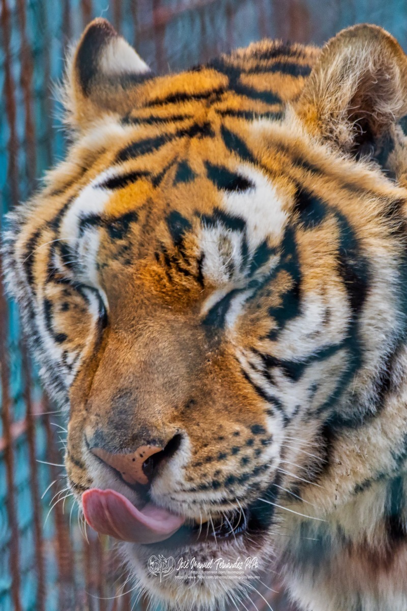 49556779832_c22e38b0bd_o