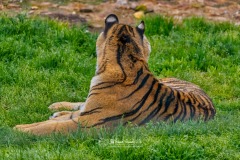 Tigre de Bengala. Panthera Tigris.