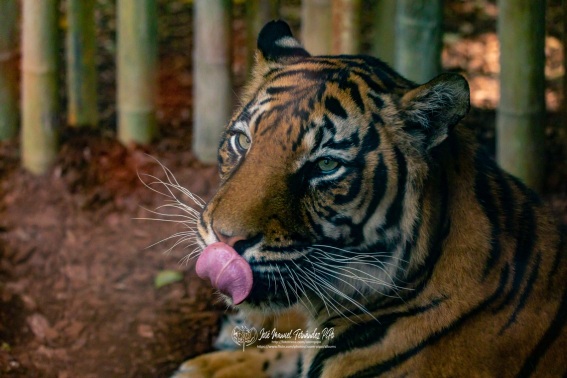 Tigre de Sumatra. Panthera Tigris Sumatrae.