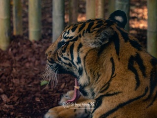 Tigre de Sumatra. Panthera Tigris Sumatrae