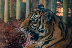 Tigre de Sumatra. Panthera Tigris Sumatrae.