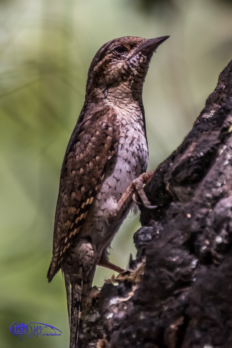 18543924958_26bff8cf08_or