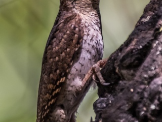 Torcecuello Euroasiatico. Jynx torquilla