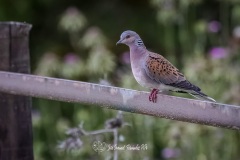 Tórtola Europea. Streptopelia Turtur.