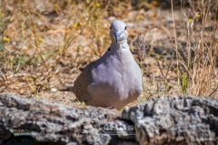 Tórtola Turca. Streptopelia Decaocto.