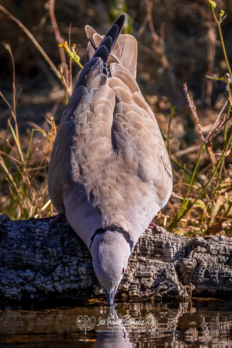 50078178018_1c6a46313a_or