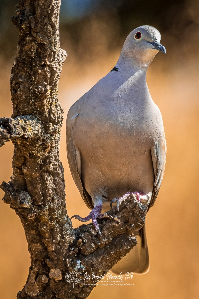 50099962461_067c0c7e1a_or