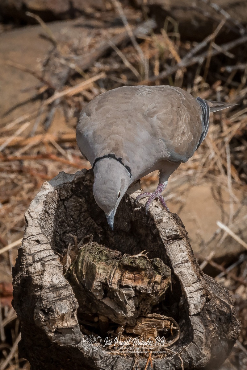 50866375887_24c21f41bf_or