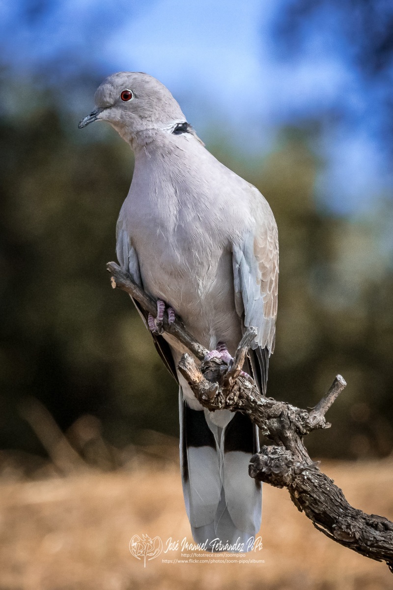 50897973716_76151f692f_or