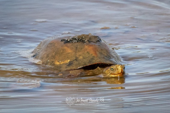 Tortugas