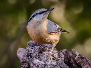 Trepador Azul. Sitta Europaea