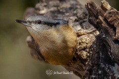 Trepador Azul. Sitta Europaea.