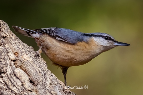 Trepador Azul. Sitta Europaea