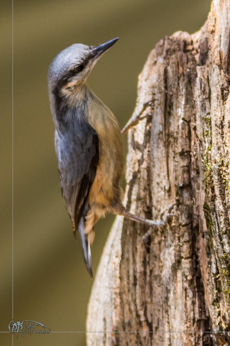 40611328723_a6576f622e_or