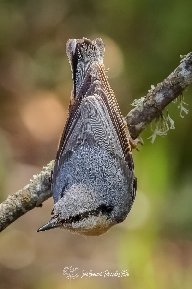 PiPo_344634-CR3_DxO_DeepPRIMErlr