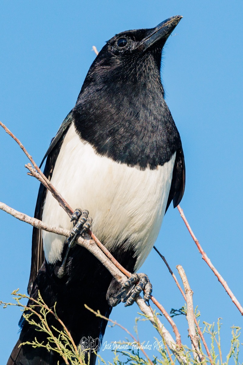 PiPo_491417-Editarrlr