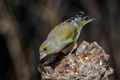 Verderón Común. Chloris Chloris.