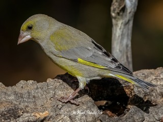 Verderon Común. Chloris Chloris