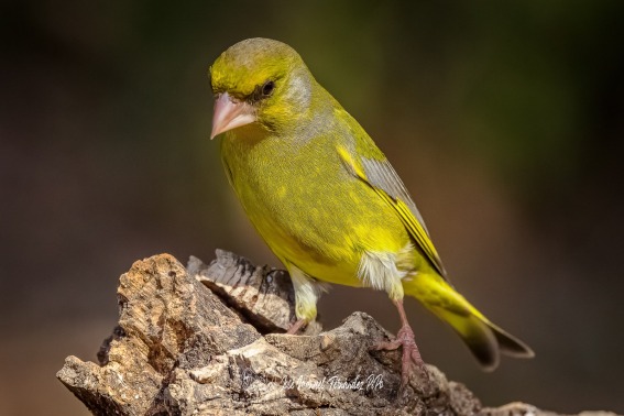 Verderon Común. Chloris Chloris.