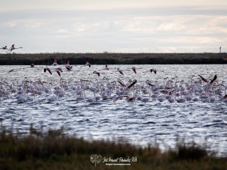 Veta la Palma- Isla Mayor 25-10-25