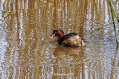 Zampullín Común. Tachybaptus Ruficollis.