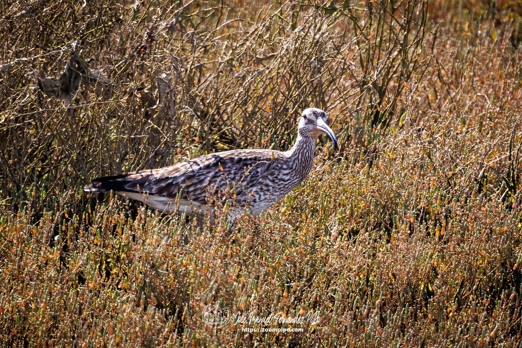 PiPo_753582-Mejorado-NR-E