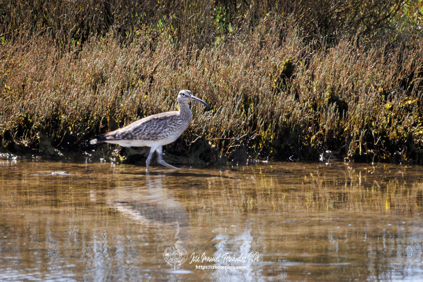 PiPo_753695-Mejorado-NR-E
