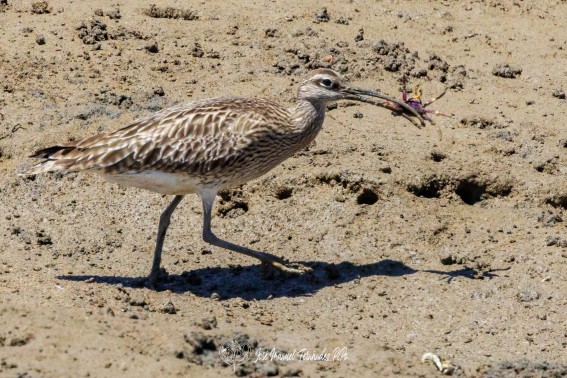 Zarapito trinador .Numenius Phaeopus.