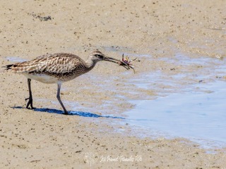 Zarapito trinador .Numenius Phaeopus