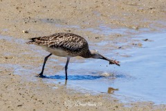 Zarapito trinador .Numenius Phaeopus.