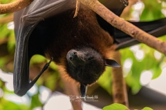 Zorro Volador de la India. Pteropus Giganteus.