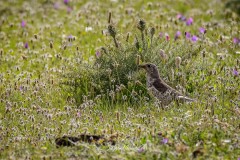 Zorzal Charlo. Turdus Viscivorus.