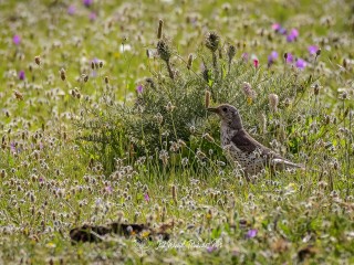Zorzal Charlo. Turdus Viscivorus