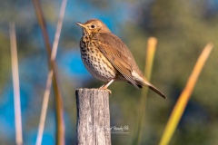 Zorzal Común. Turdus Philomelos.