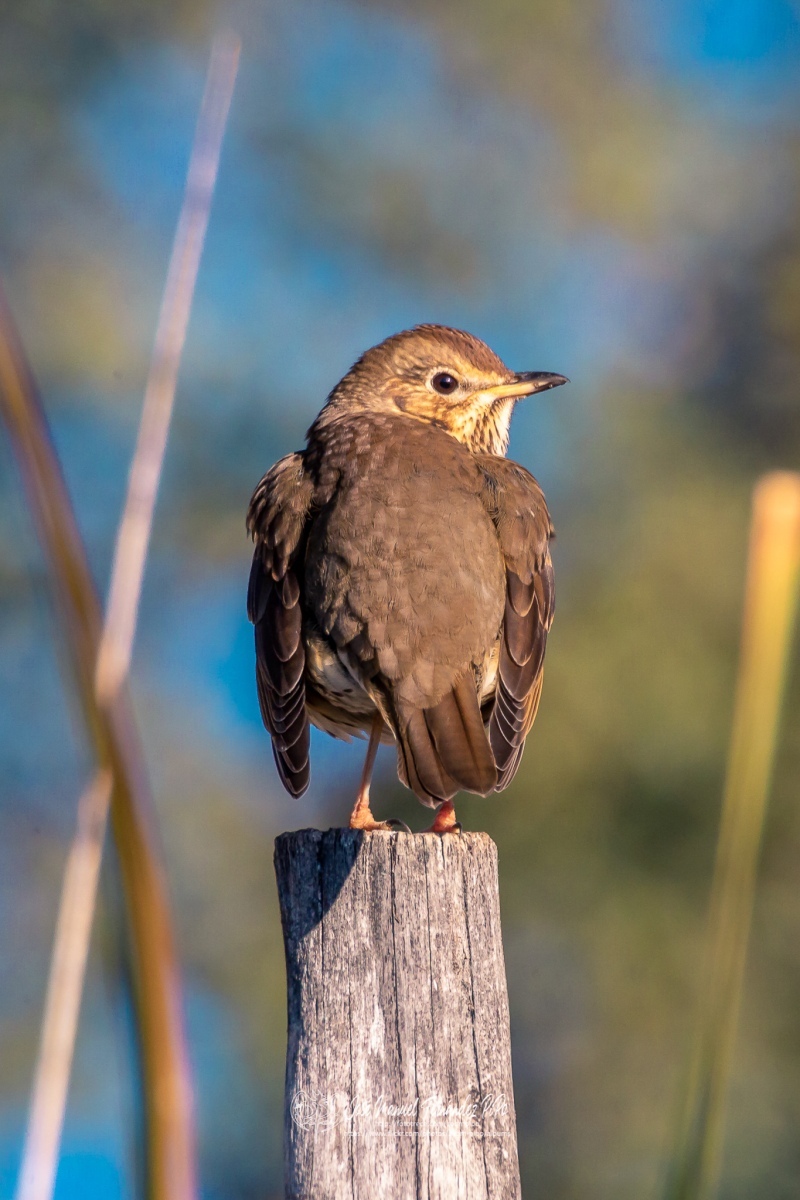 49150863456_a974d5a3f4_or