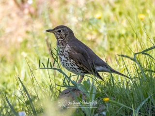 Zorzal Comun. Turdus Philomelos
